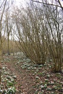 A snowdrop wood in Normanton