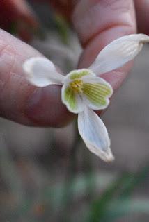 A snowdrop wood in Normanton