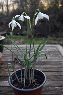 A snowdrop wood in Normanton