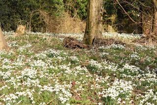 A snowdrop wood in Normanton