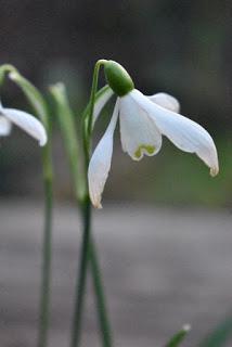 A snowdrop wood in Normanton