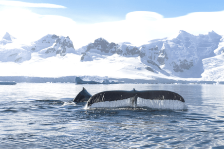Reminiscing My Luxury Antarctica Cruise Reminiscing My Luxury Antarctica Cruise