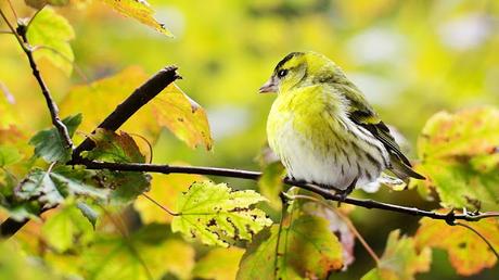 Image: Yellow Bird on Branch, by Jill Wellington on Pixabay