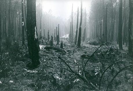 The 1959 Bordeaux-Mérignac air disaster: the night TAI Flight 307 crashed into the pine forests of Saint-Jean-d’Illac