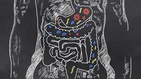 Is fat bad for our guts? Let’s ask the bacteria…