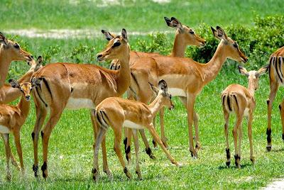 ZIMBABWE, Animals of Hwange National Park, Guest Post by Karen Minkowski
