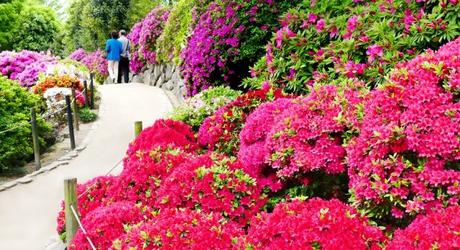 Bunkyo Azalea Festival at the Nezu shrine