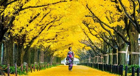 Gingko tree-lined street in autumn near the Meiji shrine of Tokyo