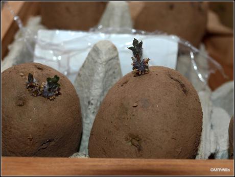 Preparing potatoes for planting