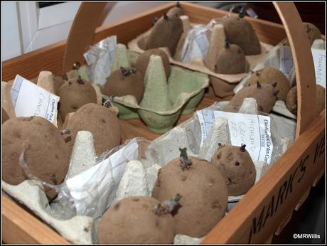 Preparing potatoes for planting