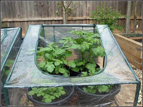 Preparing potatoes for planting