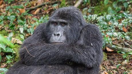 Everything You Need to Know for Mountain Gorilla Trekking in Uganda