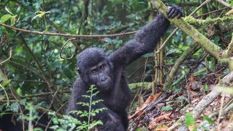 Everything You Need to Know for Mountain Gorilla Trekking in Uganda