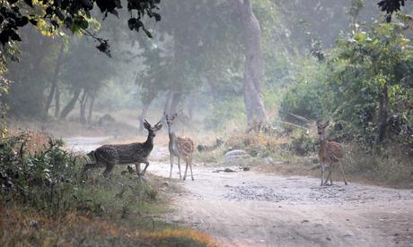 WILDLIFE TOURISM IN INDIA