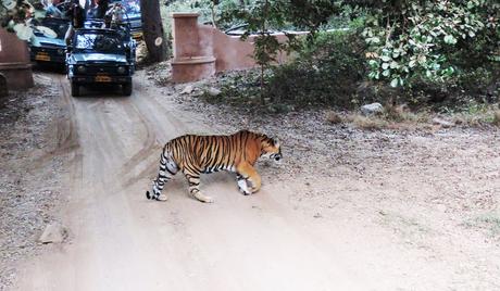 Ranthambore national park