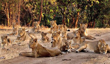 Gir National Park