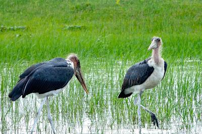 ZIMBABWE, Birds of Hwange National Park, Guest Post by Karen Minkowski