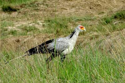ZIMBABWE, Birds of Hwange National Park, Guest Post by Karen Minkowski