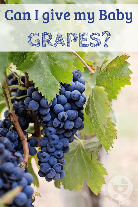 When it comes to grapes, many Moms have this query: Can I give my baby grapes? Read on to find out when and how to feed your baby this yummy fruit.