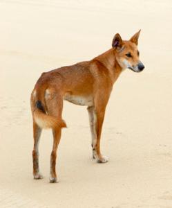 The dingo is a true-blue, native Australian species