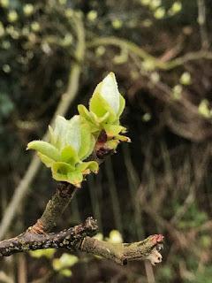 Tree Following March 2019 - an early start