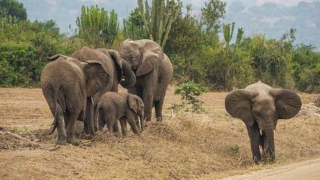 6 Tips to Ensure You Have the Best Safari in Africa