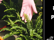 Earth-Friendly Pesticides