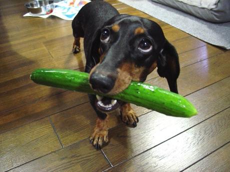 Can Dogs Eat Cucumber? How About Seeds and Skin?