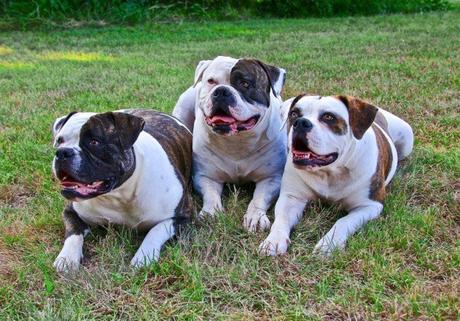 Australian Bulldog – What You Need To Know About This Popular Bulldog Types
