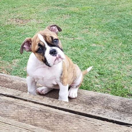 Australian Bulldog – What You Need To Know About This Popular Bulldog Types