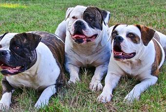 Australian Bulldog What You Need Know About This Bulldog Types - Paperblog