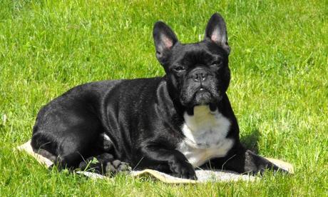 How to Help Your French Bulldog with the Separation Anxiety