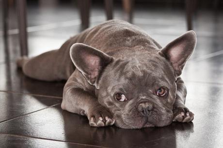 How to Help Your French Bulldog with the Separation Anxiety