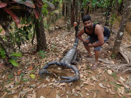 162) Kodachadri & Kavaledurga Trek: (1,2,3,4/11/2018)