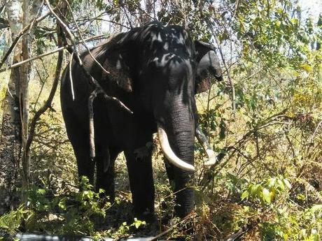 pachyderm Vadakkanad Komban caught !!