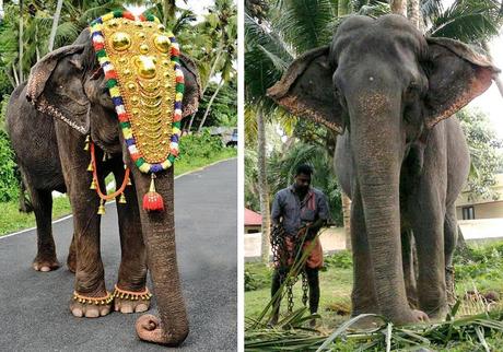 tale of 2 elephants ~ Gaja Muthassi Dakshayani &  Flavia !!