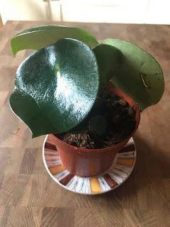 For a few peperomia more