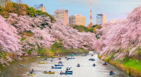 Enchanting Travels Japan Tours Chidorigafuchi park in Tokyo during sakura season