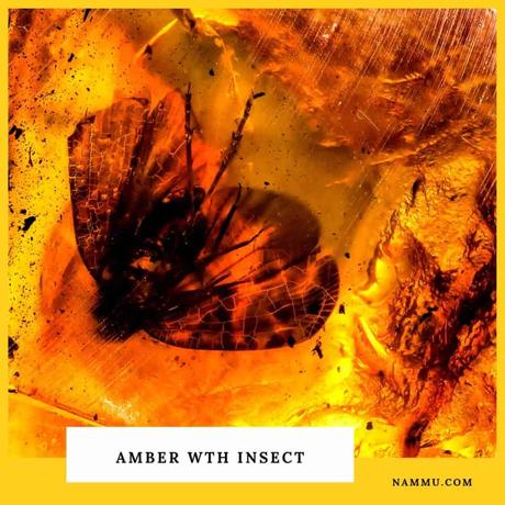 Choose Unique and Rare Amber with Insects