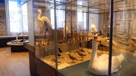 Reopening soon: inside Bordeaux’s fully-revamped natural history museum