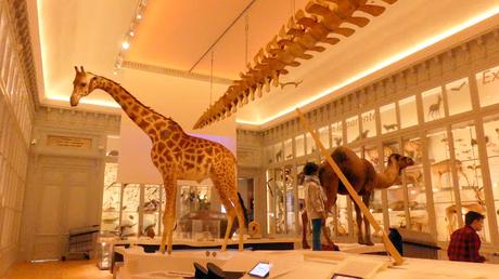 Reopening soon: inside Bordeaux’s fully-revamped natural history museum