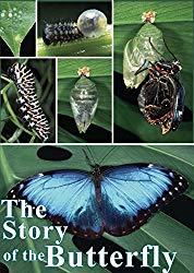 Image: Watch The Story of the Butterfly | From egg to caterpillar, to chrysalis to adult, the life cycle of a butterfly is an amazing story of survival