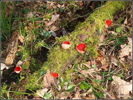 Scarlet Elfcups