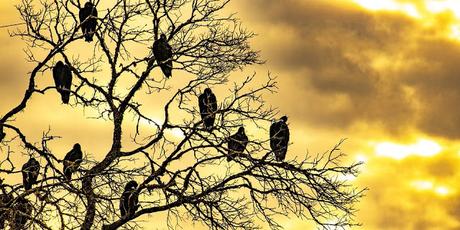 Image: Buzzards at Sunrise on a Dead Tree, by GeorgeB2 on Pixabay