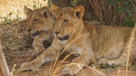 Uganda Safari Review – Churchill Safaris Offered a Wonderful Experience