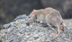 POEM: Mentally Rodential