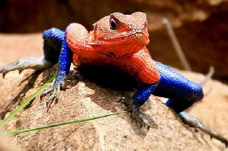 Spider-Man Lizard - Scientific Name: Agama Mwanzae