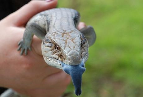 Eastern Blue-Tongued Lizard - Scientific Name: Tiliqua Scincoides Scincoides