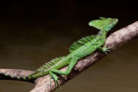Jesus Christ Lizard - Scientific Name: Basiliscus Basiliscus