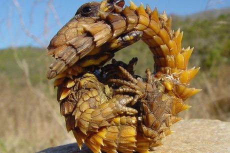 Armadillo Girdled Lizard - Scientific Name: Ouroborus Cataphractus